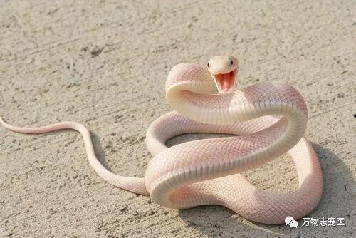 和平精英新宠物最新爆料蛇蛇,神秘蛇形伙伴即将加入战场