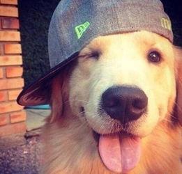 狗砸皮肤最新爆料图片,炫酷造型惊艳登场！