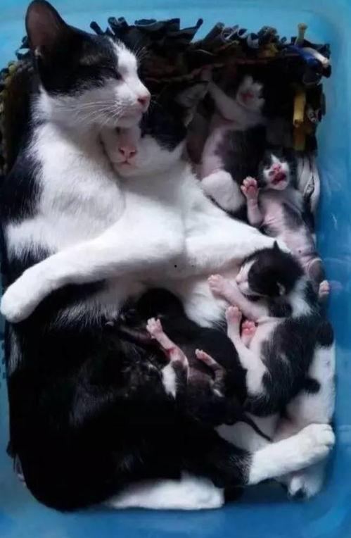 猫老四爆料爸爸视频播放,爸爸视频播放背后的故事