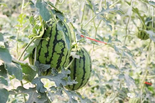 最新吃瓜爆料网红