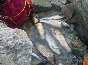 安阳爆料买鱼坑人视频,视频曝光惊人内幕