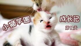 猫嫂黑历史爆料视频